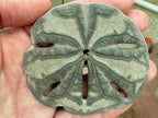 Sand Dollar Pendant | LINK, design your own