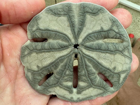 Sand Dollar Pendant | LINK, design your own