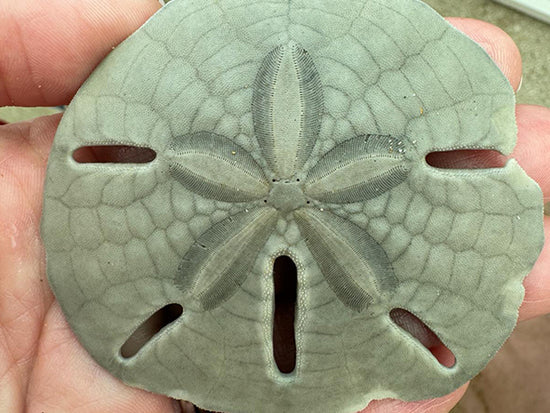 Sand Dollar Pendant